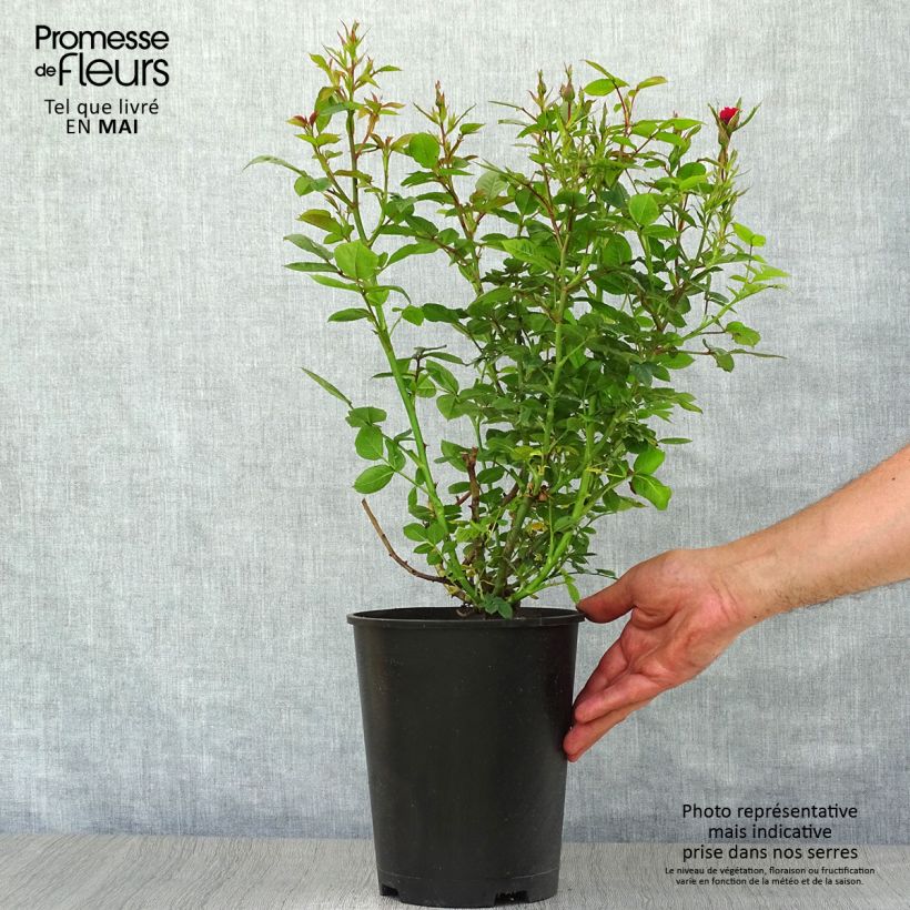 Example of Rosa tappezzante Ruby Ruby Weksactrumi Vaso da 3L/4L as you get in printemps