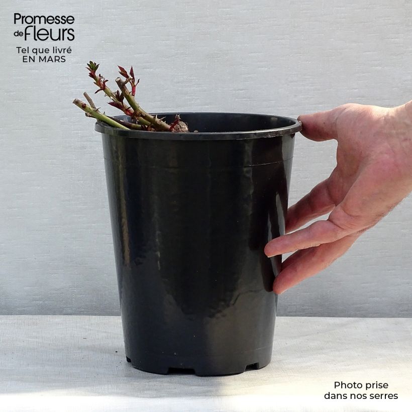 Rosa tappezzante Sunshine Babylon Eyes Vaso da 4L/5L esemplare consegnato in primavera