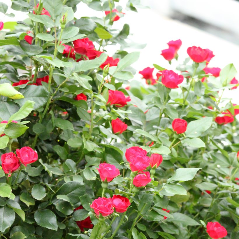 Rosa tappezzante Zepeti Meibenbino (Plant habit)