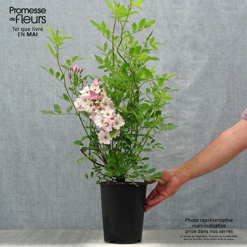 Example of Rosa Rosanatura Rosea - Rosa paesaggisticha Vaso da 2L/3L as you get in printemps