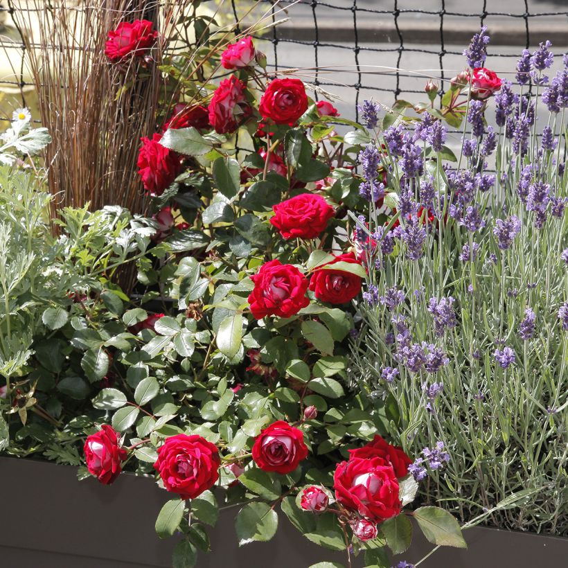 Rosa Street Colors Belle de Grasse 'Meibelitz' (Porto)