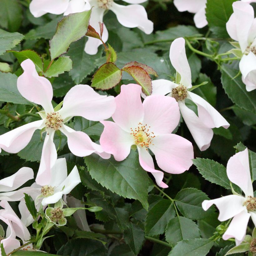 Rosa Street Colors Champs Elysées 'Meiplumty' (Fioritura)