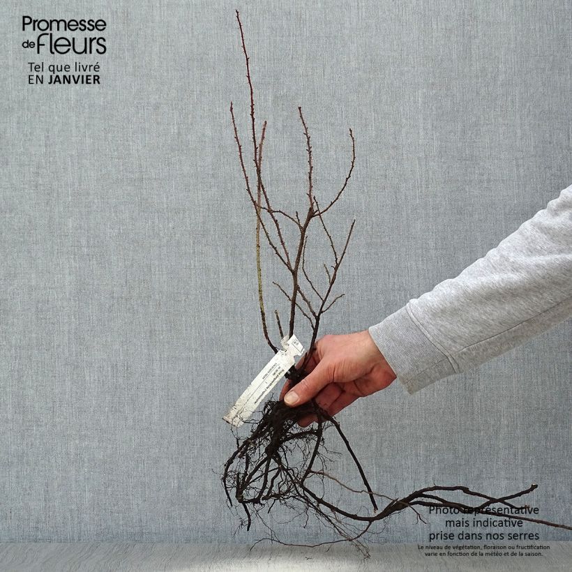 Rosa pimpinellifolia - Rosa botanico Piante piccole a radice nuda esemplare consegnato in inverno