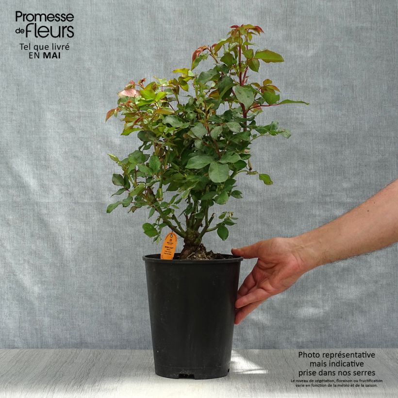 Example of Rosa polyantha Mona Lisa Vaso da 4L/5L as you get in printemps