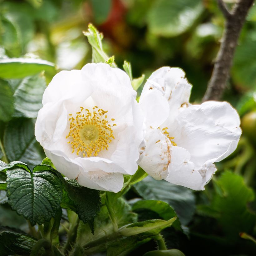 Rosa rugosa Alba (Flowering)