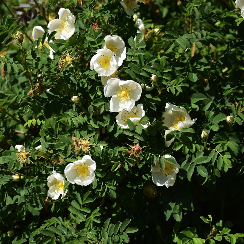 Rosa rugosa Alba (Plant habit)