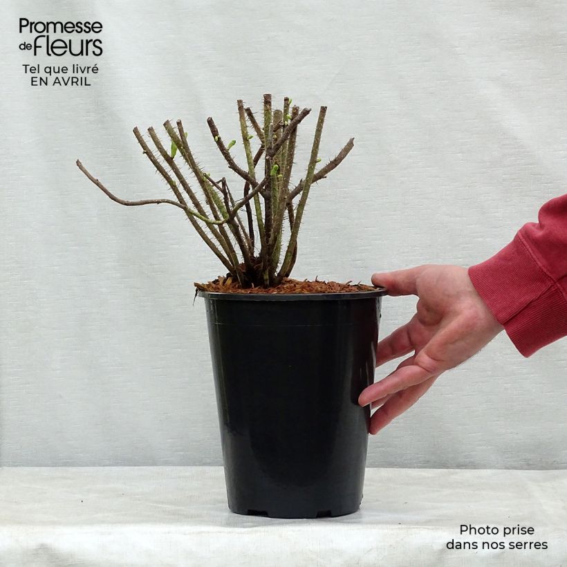 Example of Rosa rugosa Alba Vaso da 3L/4L as you get in printemps