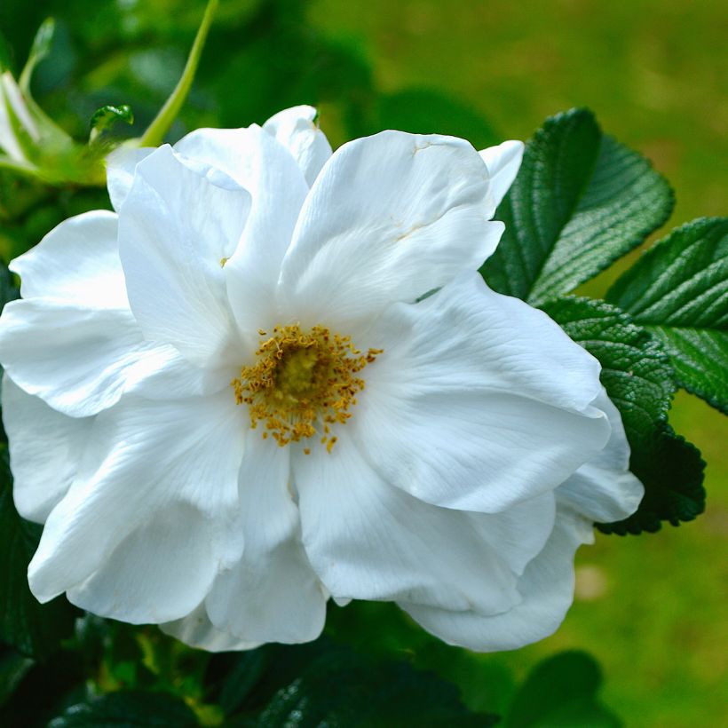 Rosa rugosa Blanc Double de Coubert (Flowering)