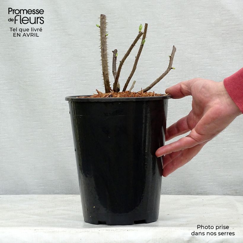 Example of Rosa rugosa Blanc Double de Coubert Vaso da 4L/5L as you get in printemps