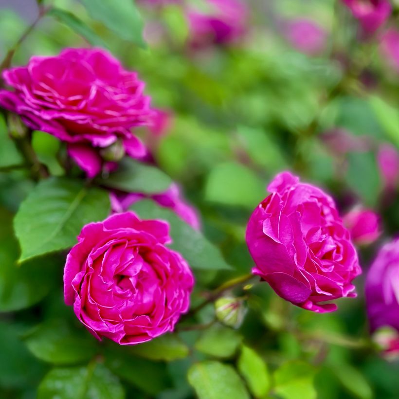 Rosa rugosa Roseraie de l'Haÿ (Fioritura)
