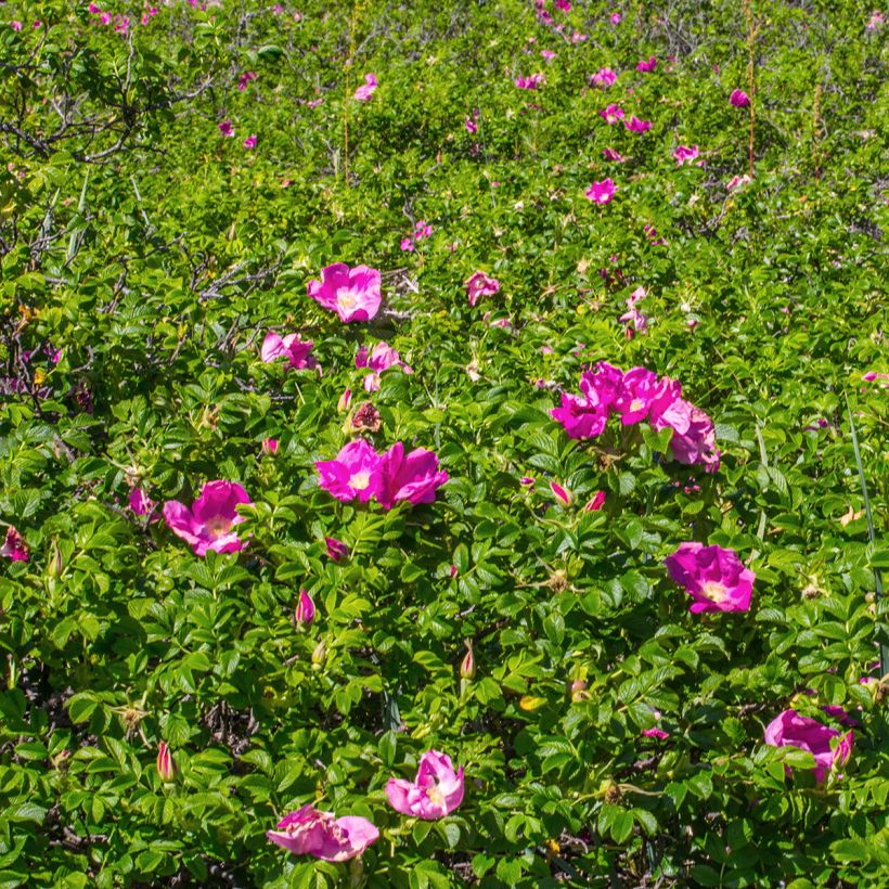 Rosa rugosa (Plant habit)