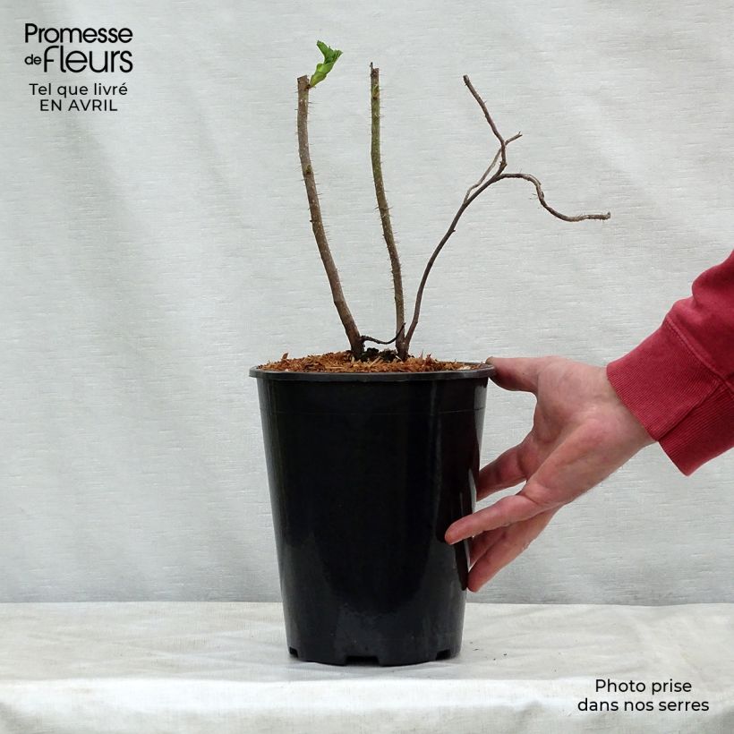 Example of Rosa rugosa Vaso da 2L/3L as you get in printemps