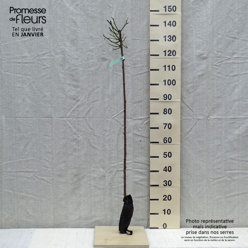 Example of Rosa ad alberello Ballerina Zolla a radice nuda, Vaso impalcato as you get in hiver