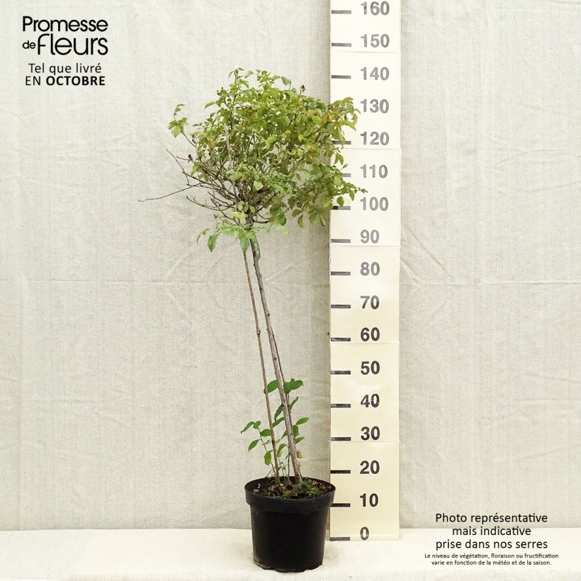 Esemplare di Rosa ad alberello White Flower Carpet (NOAschnee) Vaso da 7,5L/10L, Vaso impalcato come consegnato in autunno