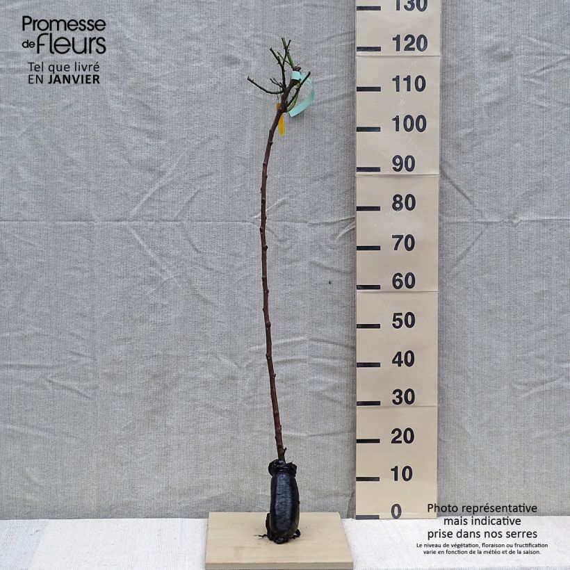 Rosa ad alberello Friesia Koresia Zolla a radice nuda, Vaso impalcato esemplare consegnato in inverno