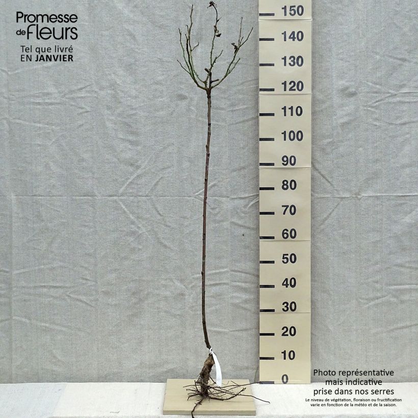 Rosa ad alberello Gérard Depardieu Piante grandi a radice nuda, Vaso impalcato esemplare consegnato in inverno