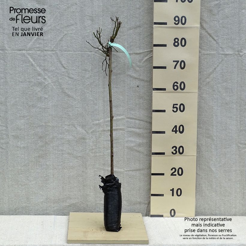 Rosa ad alberello Global Hit Zolla a radice nuda, Vaso impalcato esemplare consegnato in inverno