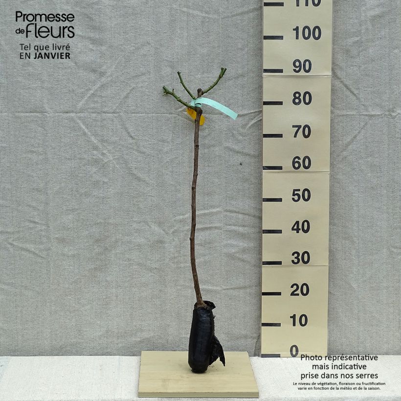 Rosa ad alberello Hansestadt Rostock Piante piccole a radice nuda, Vaso impalcato esemplare consegnato in inverno