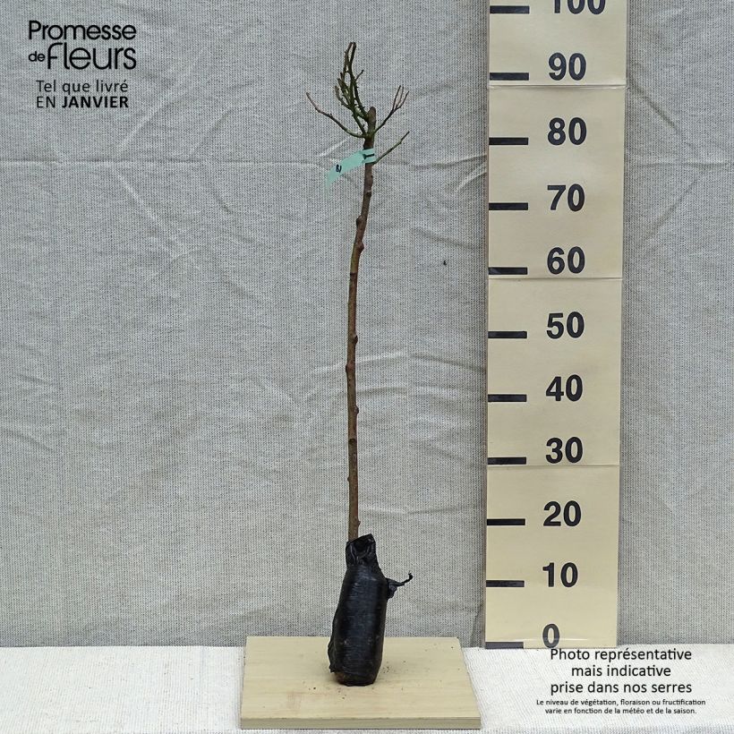 Rosa ad alberello Heidi Klum Zolla a radice nuda, Vaso impalcato esemplare consegnato in inverno