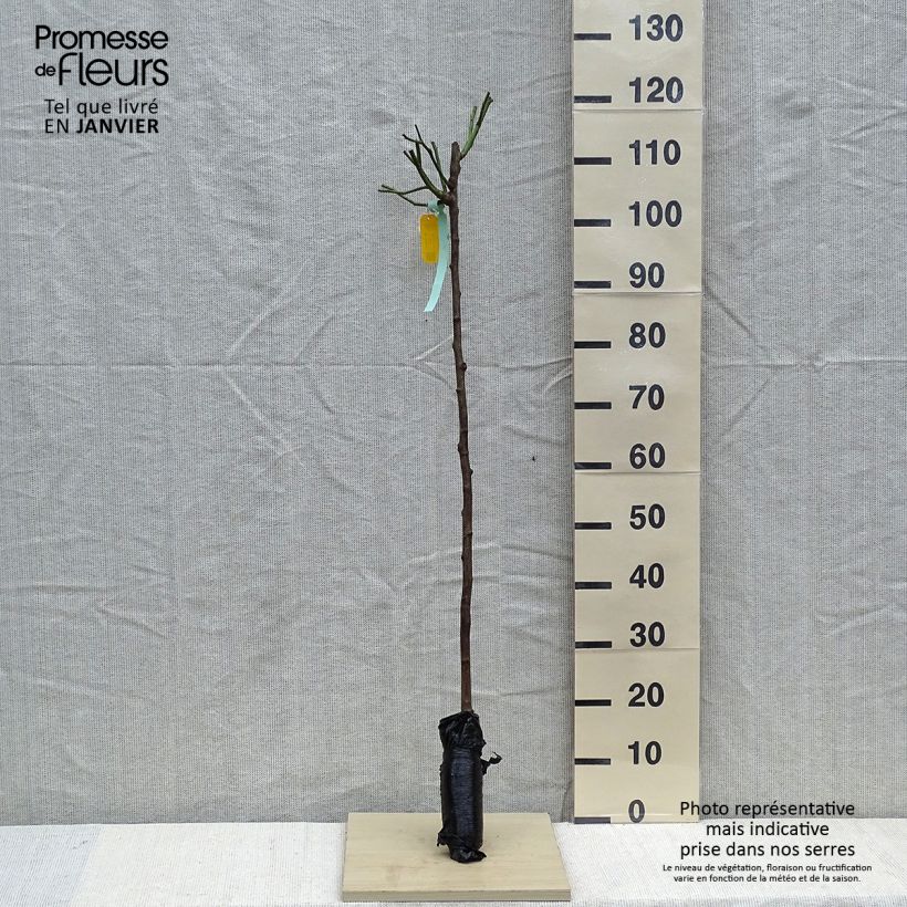 Example of Rosa ad alberello Iceberg Piante piccole a radice nuda, Vaso impalcato as you get in hiver