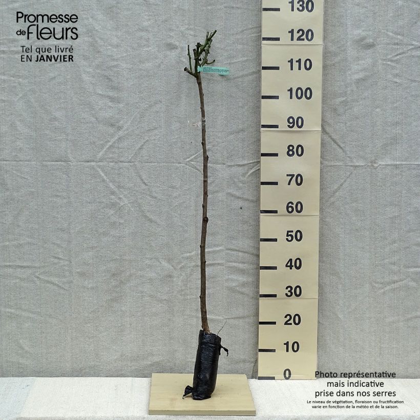 Rosa ad alberello Ingrid Bergman Zolla a radice nuda, Vaso impalcato esemplare consegnato in inverno