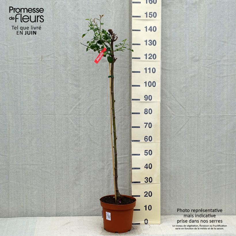 Esemplare di Rosa ad alberello Sorrento (Kadora) Vaso da 7,5L/10L, Vaso impalcato consegnato in estate
