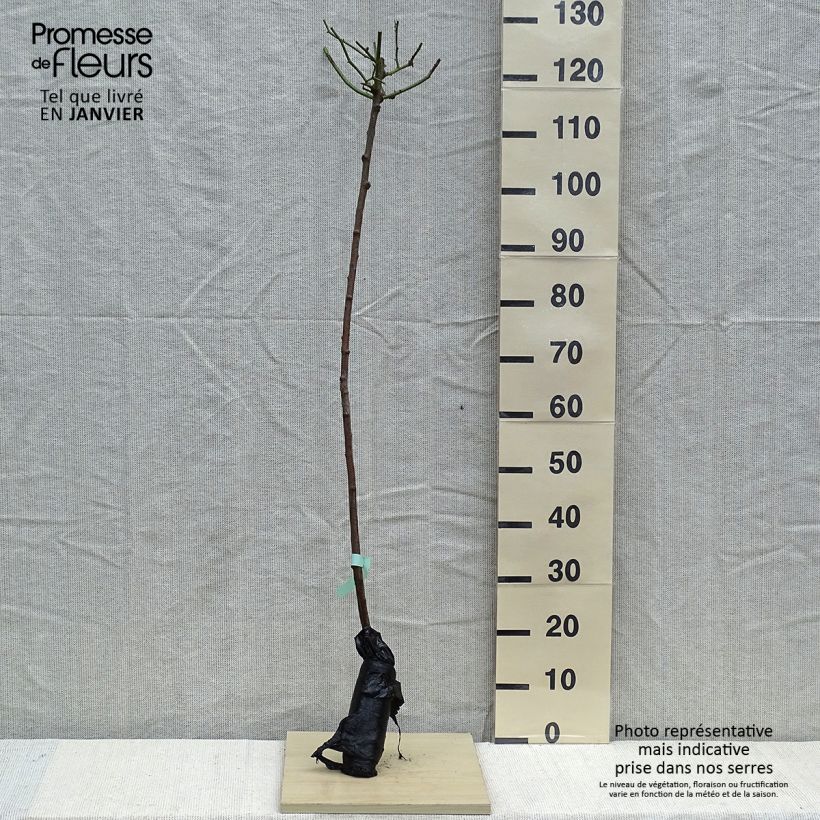 Rosa ad alberello Lavender Dream Zolla a radice nuda, Vaso impalcato esemplare consegnato in inverno