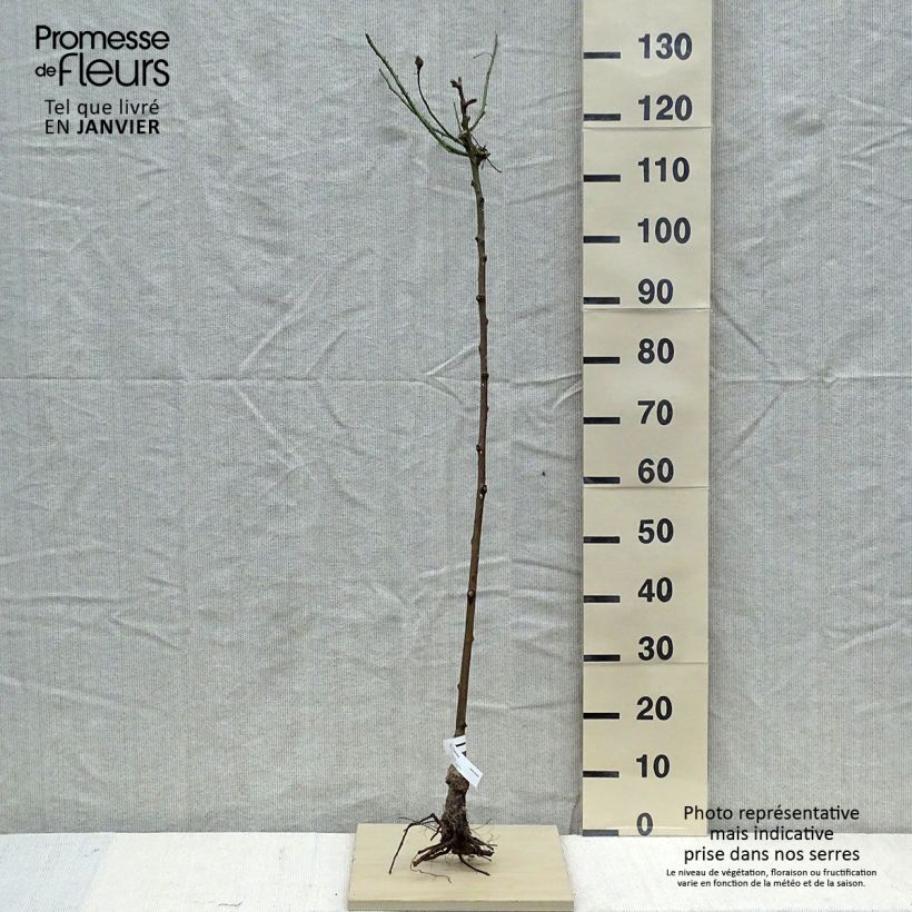 Rosa ad alberello Parfum Royal Piante grandi a radice nuda, Vaso impalcato esemplare consegnato in inverno