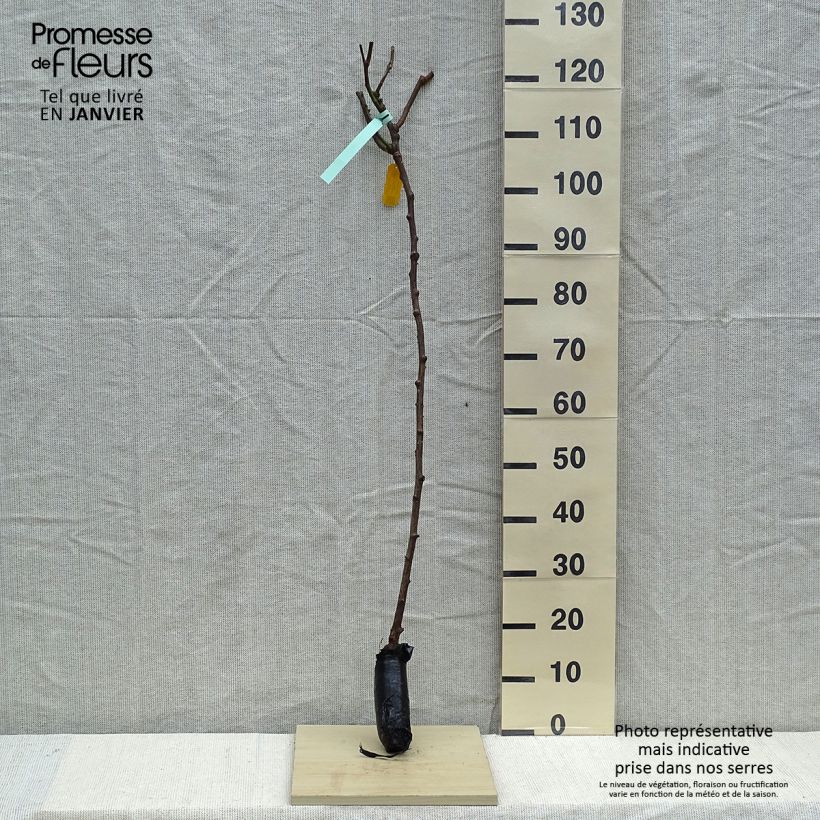 Rosa ad alberello Queen Elisabeth Zolla a radice nuda, Vaso impalcato esemplare consegnato in inverno