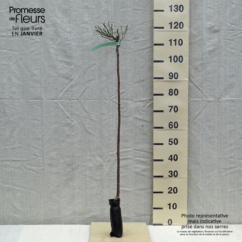 Rosa ad alberello The Fairy Zolla a radice nuda, Vaso impalcato esemplare consegnato in inverno
