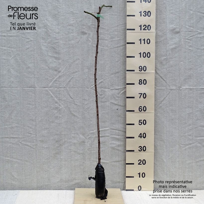 Rosa ad alberello pleureur New Dawn Zolla a radice nuda esemplare consegnato in inverno