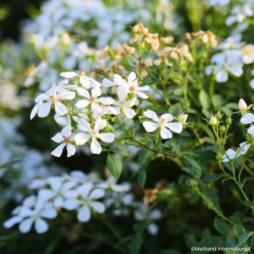 Rosa Galaxy Arcturus - Rose miniatura (Fioritura)