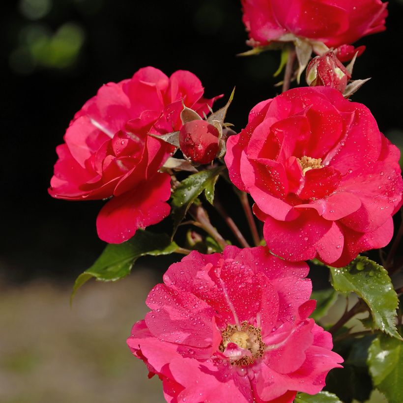 Rosa polyantha PATIO ROSE Xenia Korpinka (Flowering)