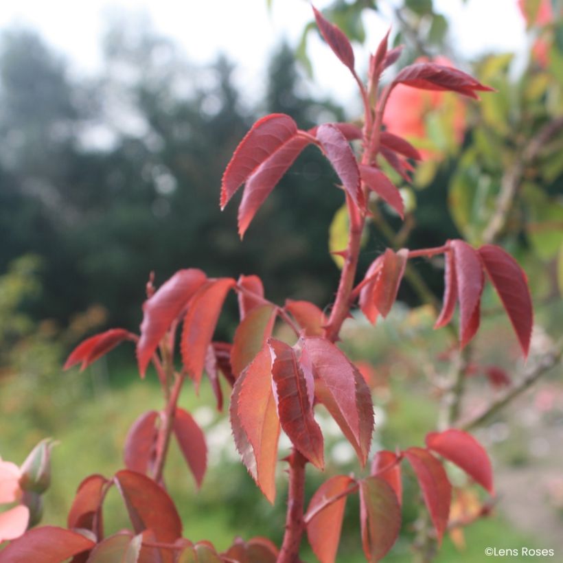 Rosa moscata Esch-sur-Sûre (Foliage)