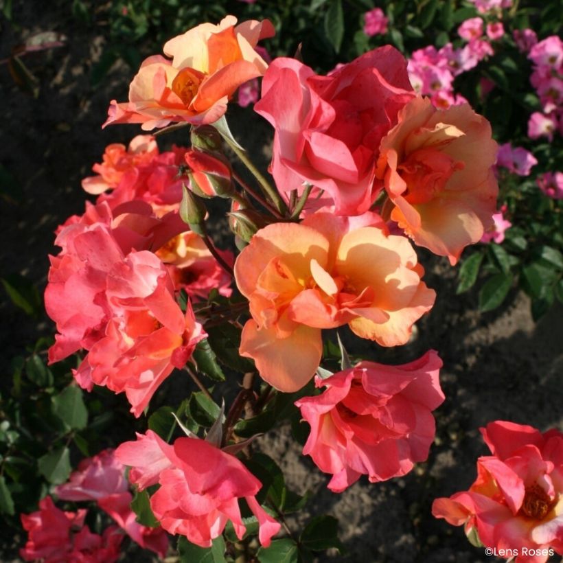 Rosa moscata Esch-sur-Sûre (Flowering)