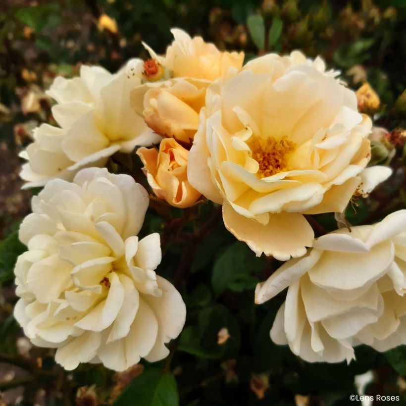 Rosa moscata Machera (Flowering)