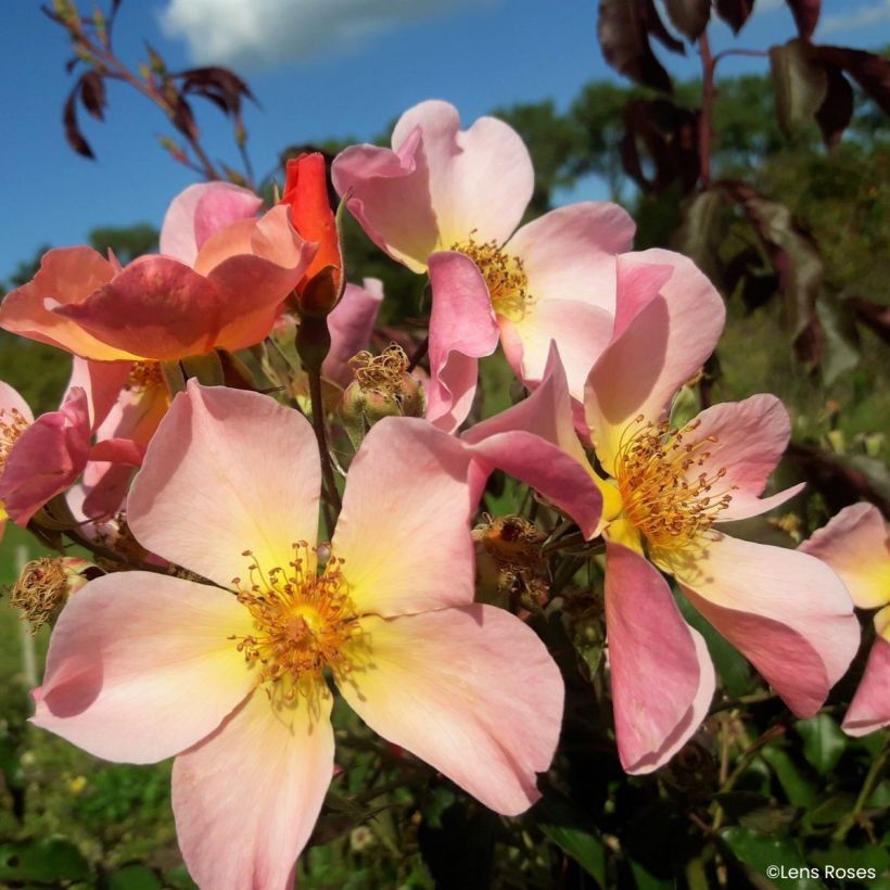 Rosa moscata Lens Flair - Rosa moscata rampicante (Fioritura)