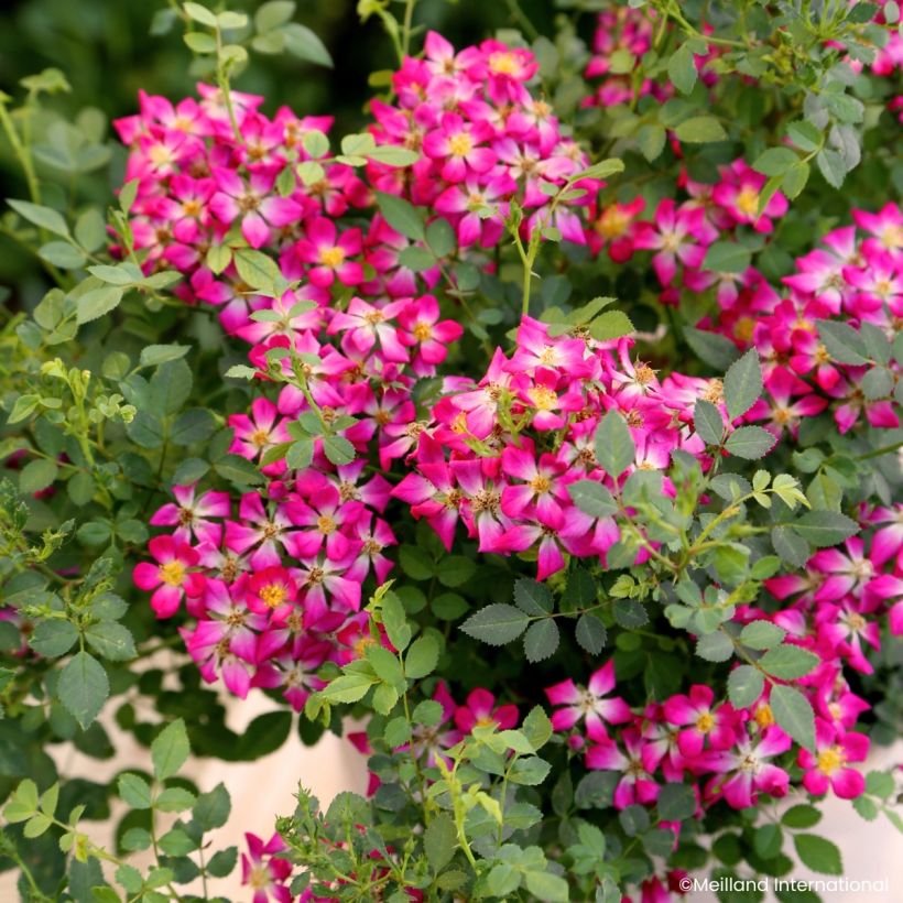 Rosa Galaxy Antares - Rose miniatura (Fioritura)