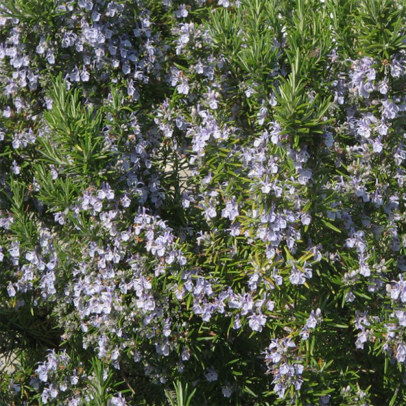 Rosmarinus officinalis - Rosmarino (Fioritura)