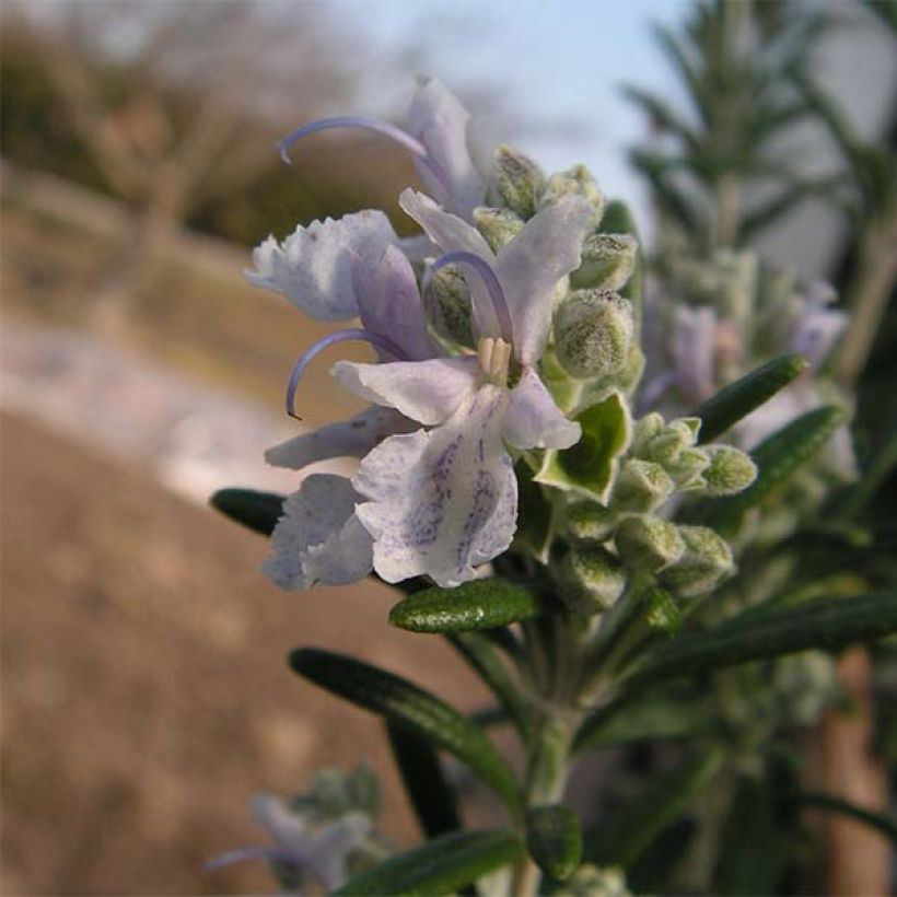 Rosmarinus officinalis Albiflorus - Rosmarino (Flowering)