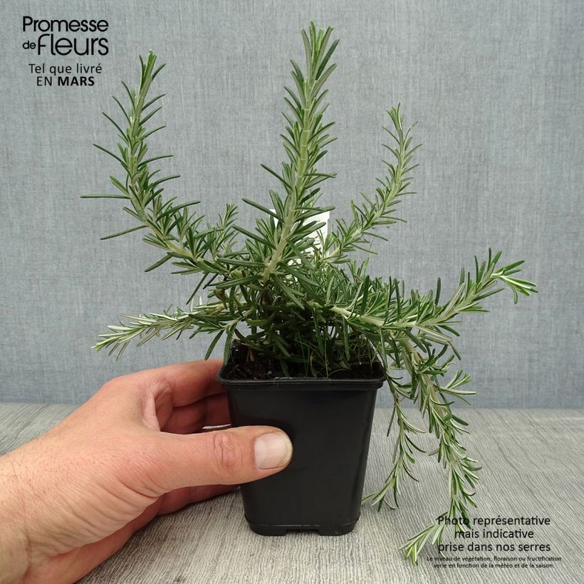 Rosmarinus officinalis Blue Cascade - Rosmarino Vasetto da 8/9 cm esemplare consegnato in primavera