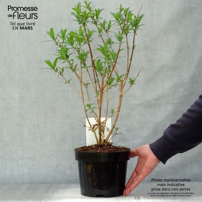 Rostrinucula dependens Happy Cascade Vaso da 3L/4L esemplare consegnato in primavera