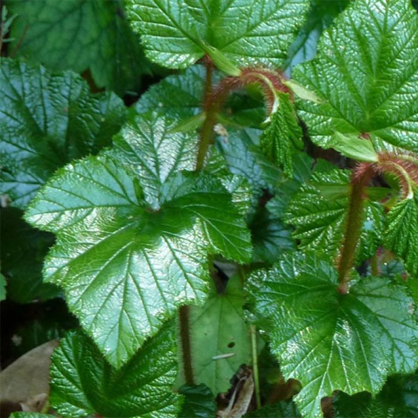 Rubus tricolor - Rovo ornamentale (Fogliame)