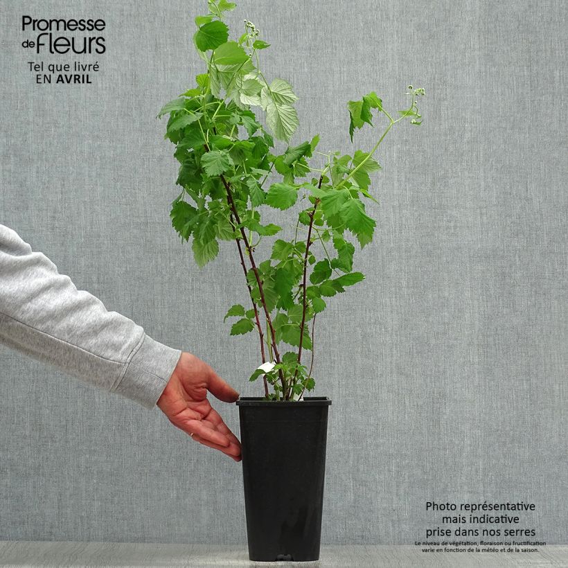 Lampone ibrido Glen Coe Vaso da 2L/3L esemplare consegnato in primavera