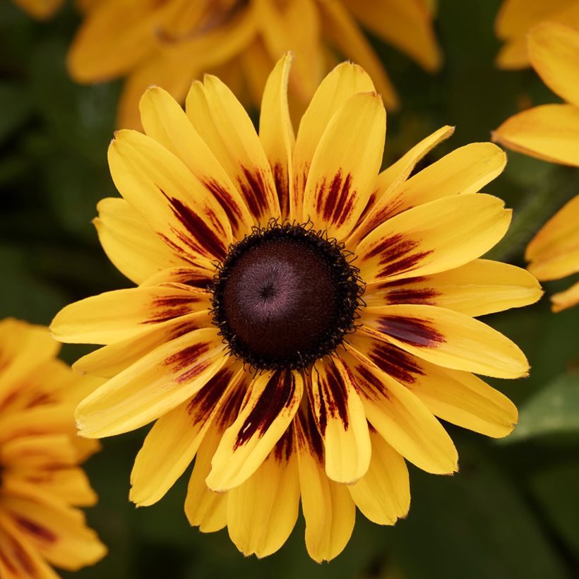 Rudbeckia hirta Giggling SmileyZ (Fioritura)