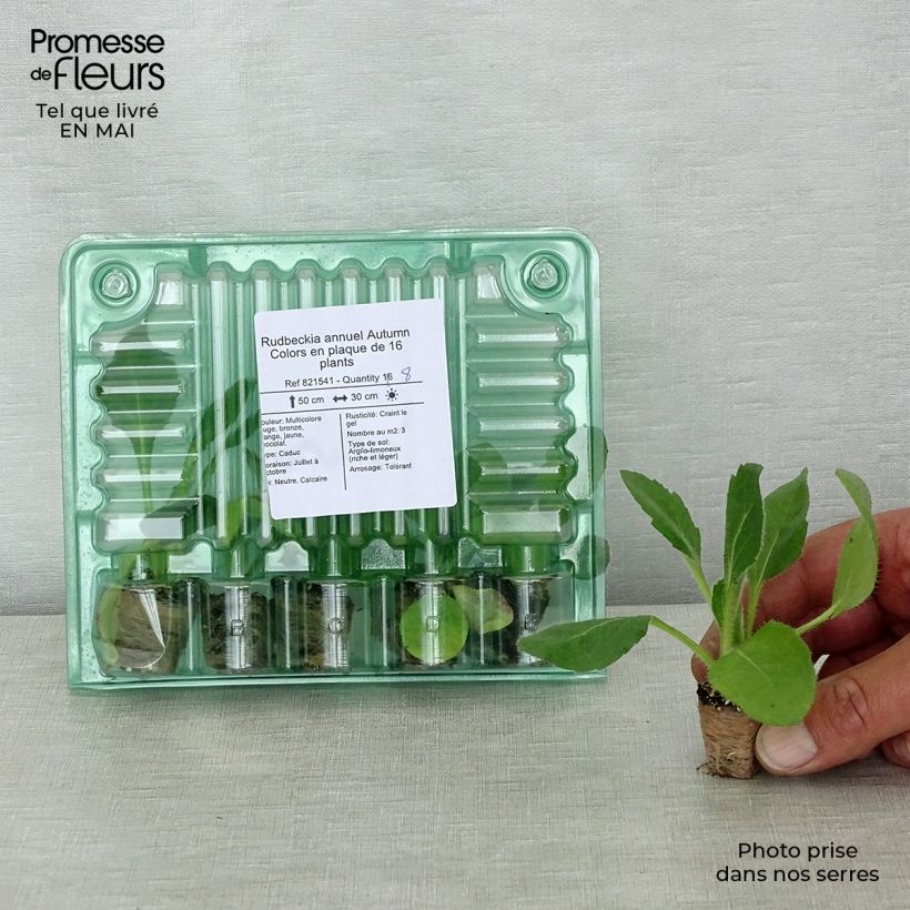 Example of Rudbeckia hirta Autumn Colors Jardimotte: zolla da 3,8 cm x 3,2 cm in vassoio da 16 pezzi. as you get in printemps