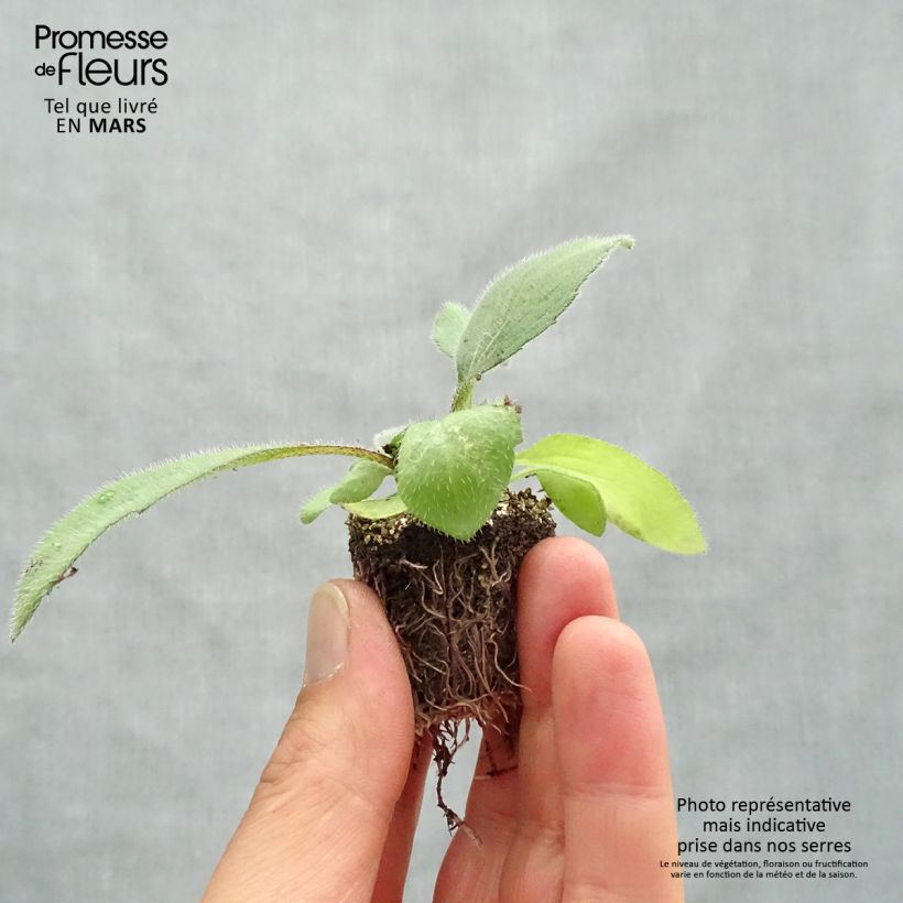 Rudbeckia hirta Cherry Brandy Jardimotte: zolla da 3,8 cm x 3,2 cm in vassoio da 16 pezzi. esemplare consegnato in primavera