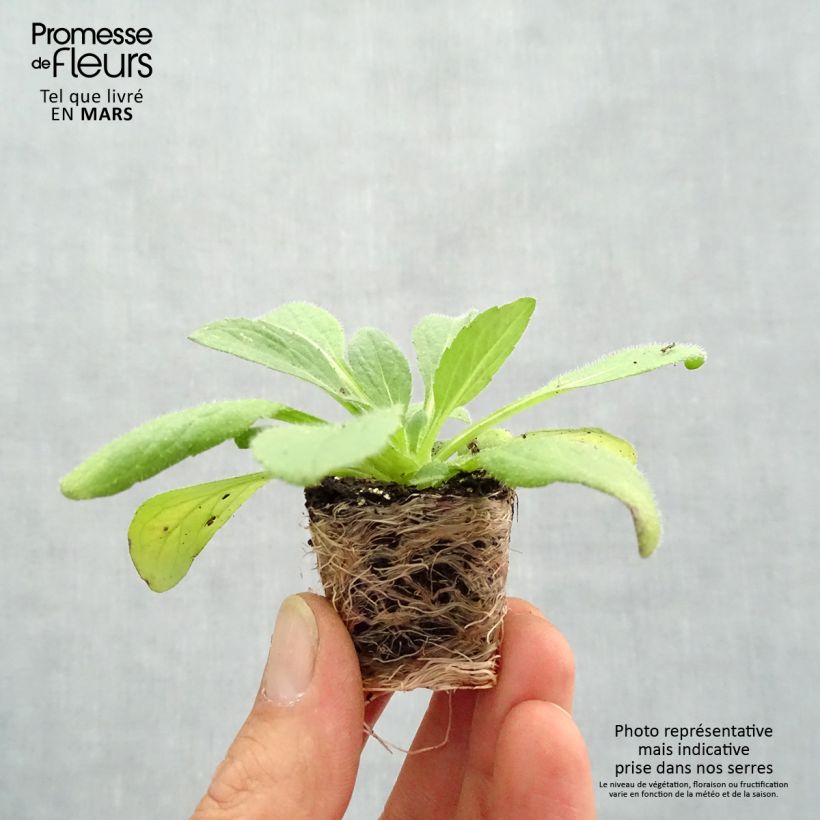 Rudbeckia hirta Goldilocks mini zolla... esemplare consegnato in primavera