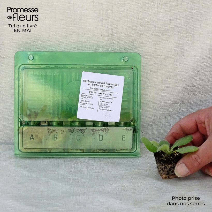 Example of Rudbeckia hirta Prairie Sun mini zolla... as you get in printemps