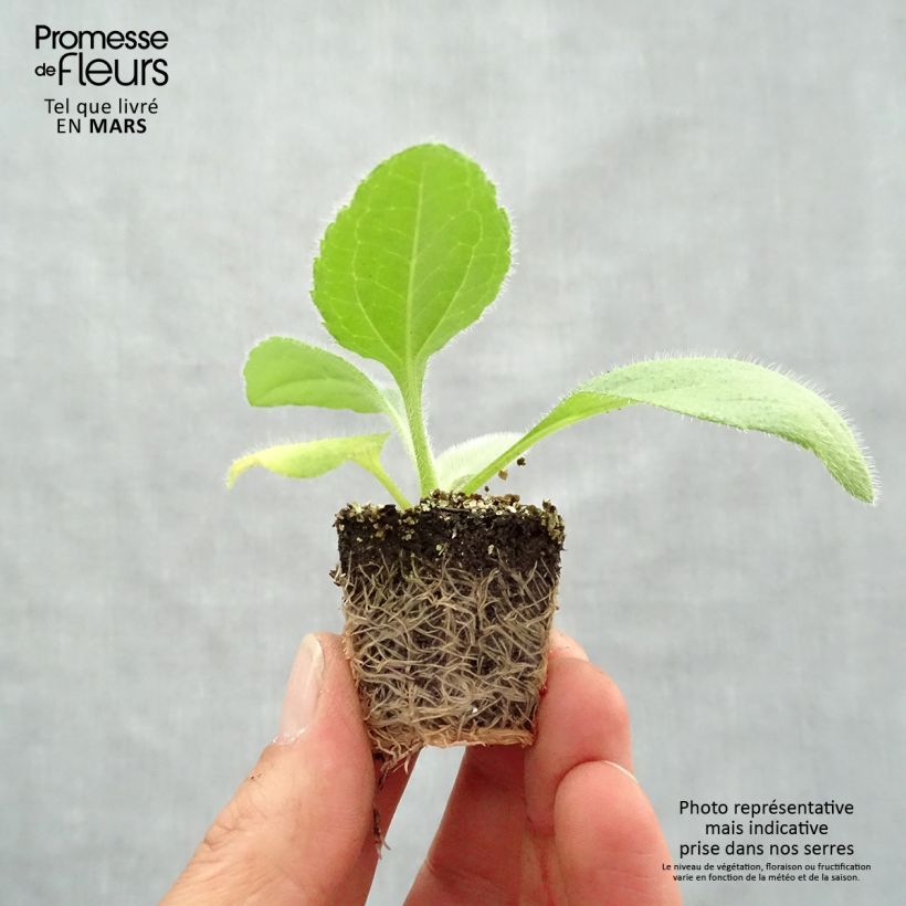 Example of Rudbeckia hirta Prairie Sun Jardimotte: zolla da 3,8 cm x 3,2 cm in vassoio da 16 pezzi. as you get in printemps